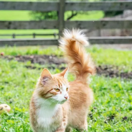 Ruggenthalerhof * Matrei in Osttirol