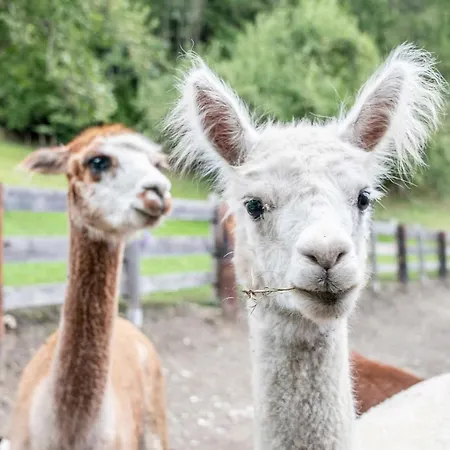 דירה Ruggenthalerhof